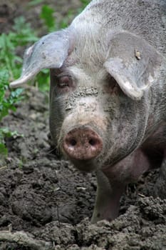 Bentheimer Landschwein