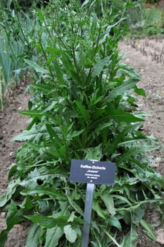 Ordinary chicory