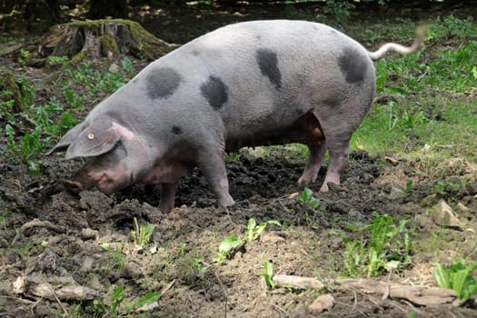 Bentheim country pig
