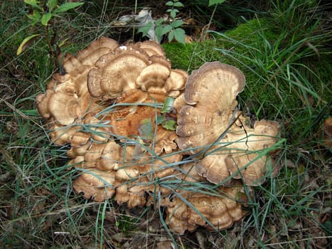 Giant polypore