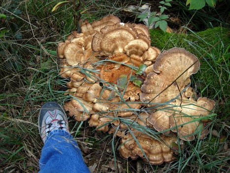 Giant polypore