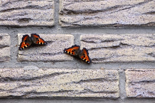 Two Little Foxes on a Haswand