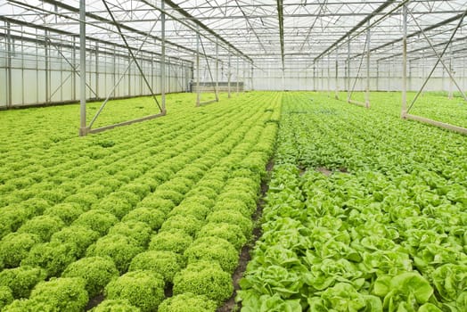 Monoculture of Salad plants growing in glasshouse in summer - horizontal