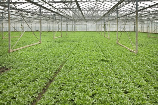 Overview monoculture of Andive plants growing in glasshouse in summer - horizontal