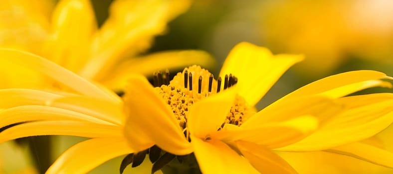 False Sunflower or Heliopsis helianthoides yellow summerflowers pano