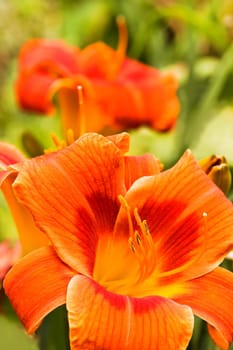 Summer flowers Orange daylilies in garden - vertical