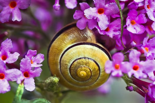 Close up snail on pink butterfly bush flowers