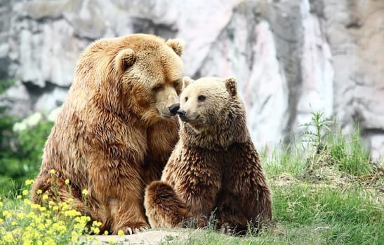 Affection