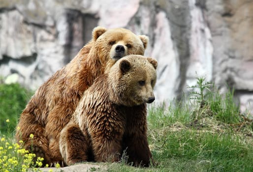 Brown bears
