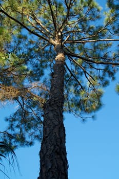 Looking up at a tall pine tree reaching up from the shade and into the sunshine.
