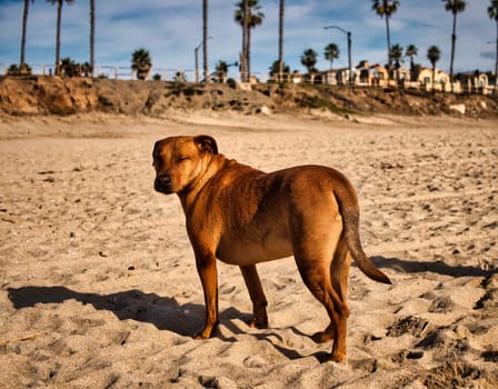 A brown stray dog standing on top of a sandy beach. Photo of a brown dog standing on a sandy beach