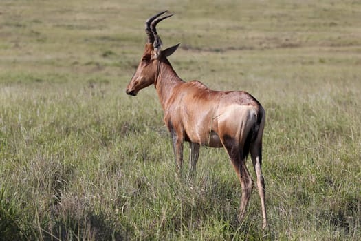 Red Hartebeest Antelope standing in the long grass