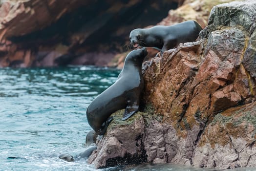 Sea lions fighting for a rock in the peruvian coast at Ballestas islands Peru