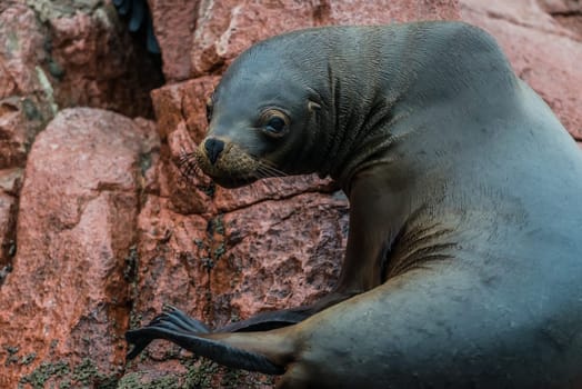 Sea lion in the peruvian coast at Ballestas islands Peru