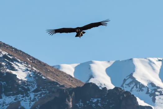 Andean condor flying in the Colca Canyon in the peruvian Andes at Arequipa Peru