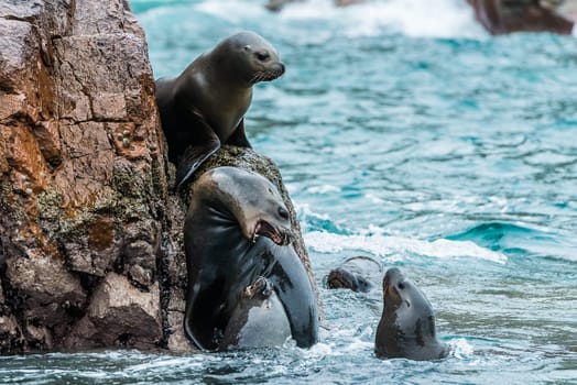 Sea lions fighting for a rock in the peruvian coast at Ballestas islands Peru