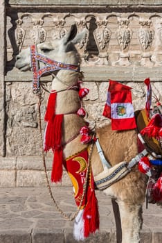 Llama with peruvian flags in the peruvian Andes at Arequipa Peru