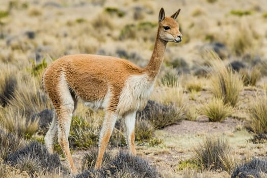Vicuna in the peruvian Andes at Arequipa Peru
