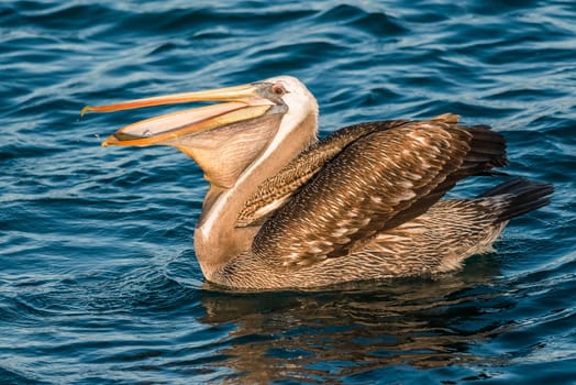 peruvian pelican swallowing fish in the peruvian coast at Piura Peru