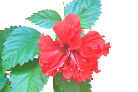 Flower from Thailand, Vivid pink hibicus is blooming in the morning sunlight
