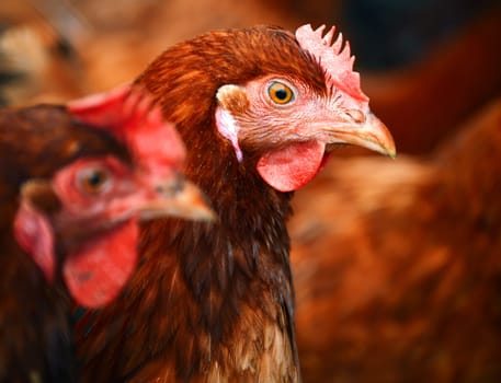 Chickens on traditional free range poultry farm