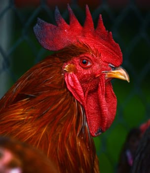 Rooster on traditional free range poultry farm