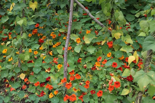 Cottage garden with nasturtium and bean rack