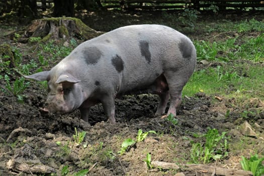 Bentheimer Landschwein