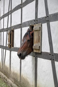 Horse peeking out of a window in a half-timbered house