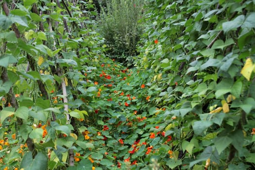 Cottage garden with nasturtium and bean rack