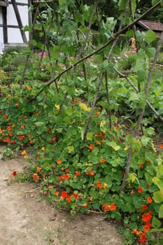 Cottage garden with nasturtium and bean rack