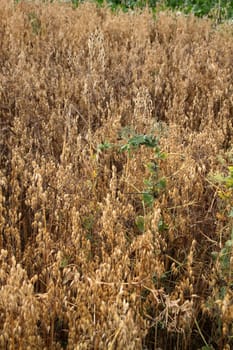Erbschäfer