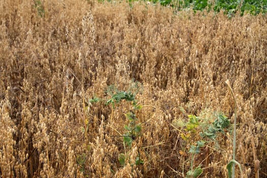 Erbschäfer