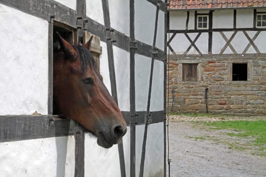 Horse peeking out of a window in a half-timbered house