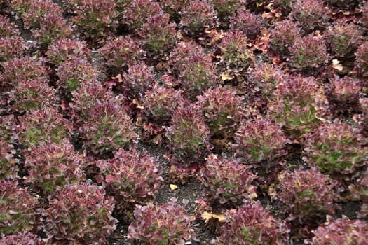 Lettuce oak leaf red in a kitchen garden