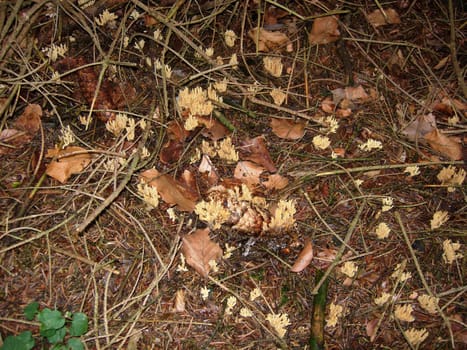 Forest floor with spruce corals