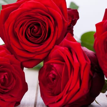 Gorgeous red rose close-up macro on white background valentine's day card love birthday