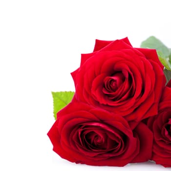 Gorgeous red rose close-up macro on white background valentine's day card love birthday