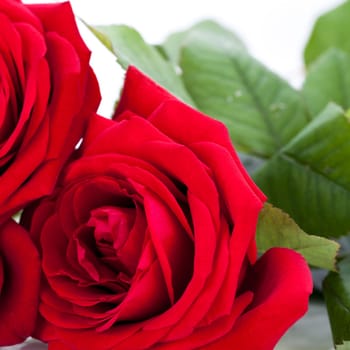 Gorgeous red rose close-up macro on white background valentine's day card love birthday