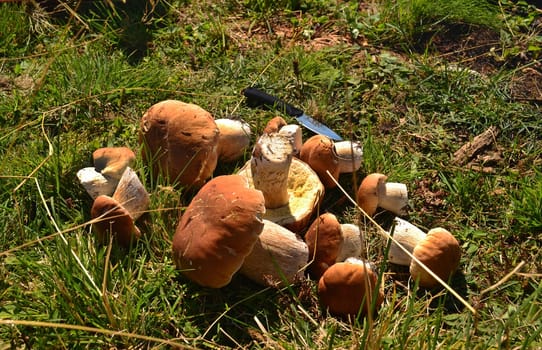 forest mushrooms growing and collected among foliage in mountains