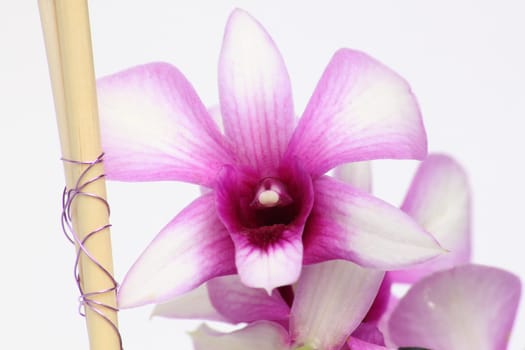 Close-up of an orchid with a very beautiful gradient