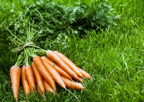 Bunch of freshly harvested organic orange carrots with their leaves intact lying on lush green grass with copyspace