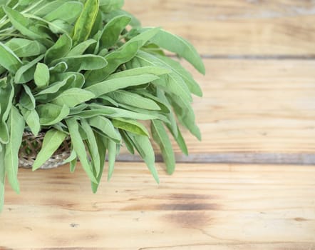 Sprigs of fresh sage tumbling out of a basket on a wooden garden table, used as an aromatic flavouring and seasoning in cooking, overhead view