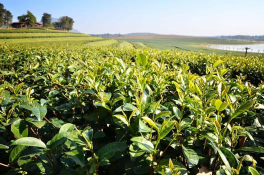 tea garden in northern part of thailand