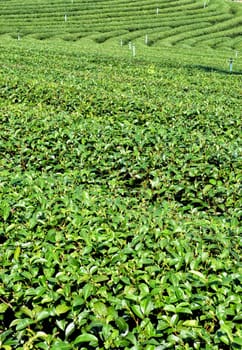 tea garden in northern part of thailand