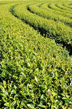 tea garden in northern part of thailand