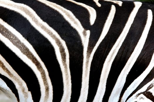 zebra fur