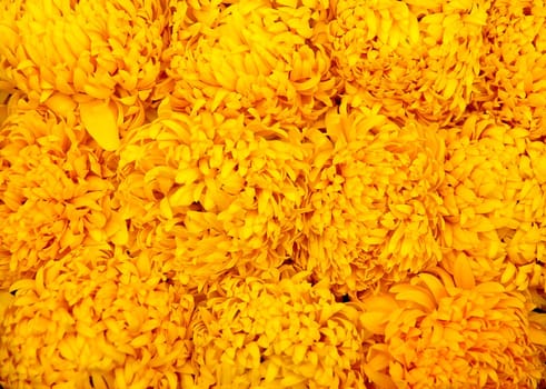calendula