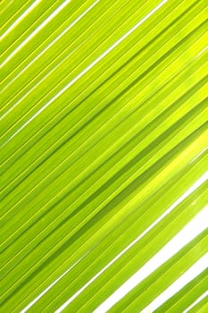 coconut leaves