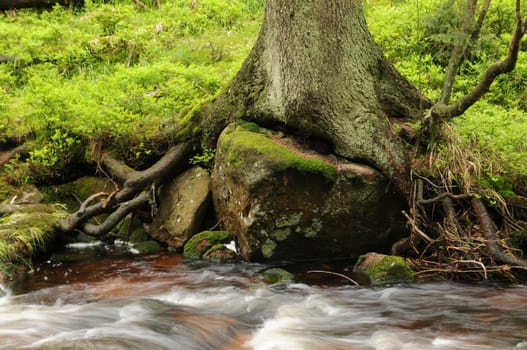 Tree roots